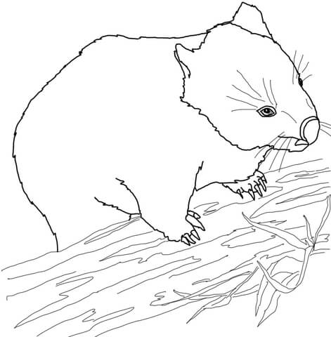 Australian Wombat Coloring Page